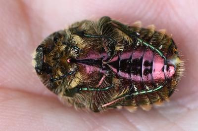 <i>Cetonia aurata</i>