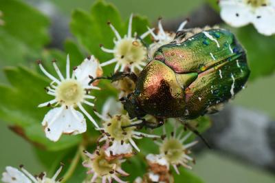 <i>Cetonia aurata</i>