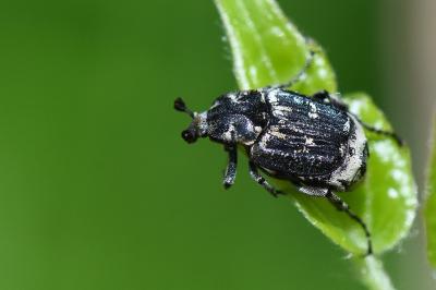 <i>Valgus hemipterus</i>
