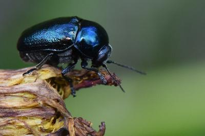 <i>Cryptocephalus</i>