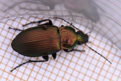<i>Poecilus cupreus</i>