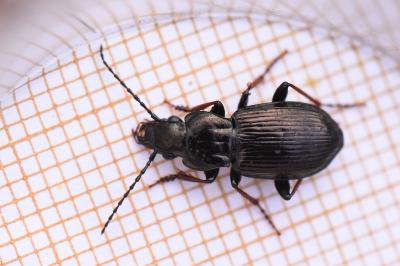 <i>Pterostichus oblongopunctatus</i>