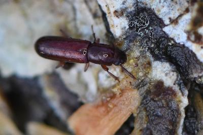 Corticeus unicolor