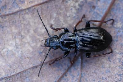 <i>Pterostichus oblongopunctatus</i>