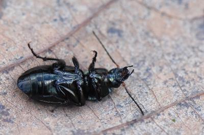 <i>Poecilus cupreus</i>