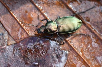 <i>Poecilus cupreus</i>