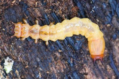 <i>Pyrochroa</i>