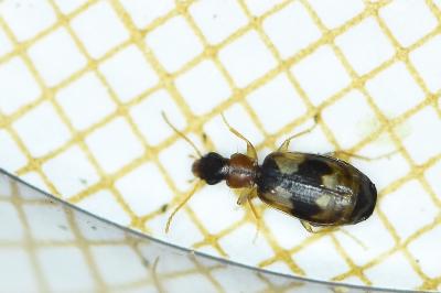<i>Calodromius bifasciatus</i>