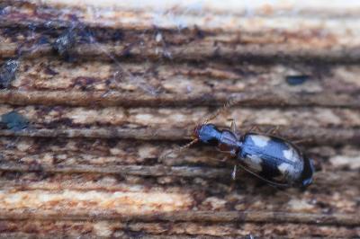 <i>Calodromius bifasciatus</i>