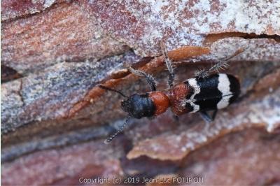 <i>Thanasimus formicarius</i>