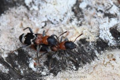 <i>Thanasimus formicarius</i>