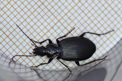 <i>Platynus assimilis</i>