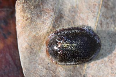 <i>Thymalus limbatus</i>