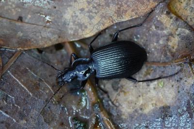 <i>Platynus assimilis</i>