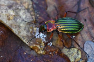 <i>Carabus auronitens</i>