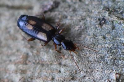 <i>Calodromius spilotus</i>