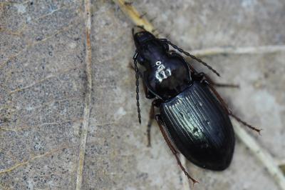<i>Pterostichus oblongopunctatus</i>