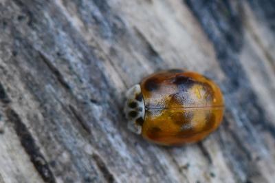 <i>Adalia decempunctata</i>
