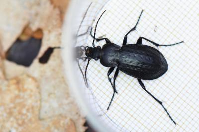 <i>Carabus arvensis</i>