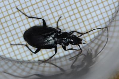 Platynus assimilis