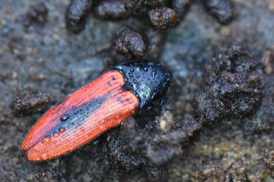 <i>Ampedus sanguinolentus</i>