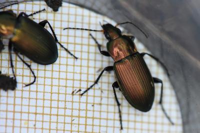 <i>Poecilus cupreus</i>
