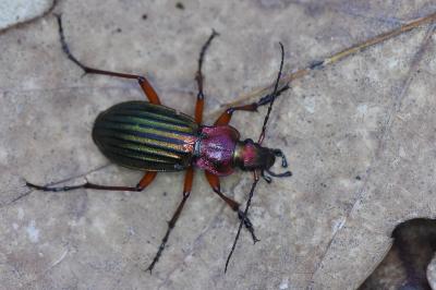 <i>Carabus auronitens</i>