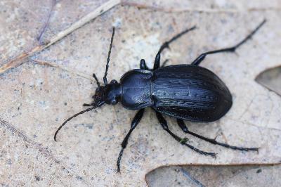 <i>Carabus arvensis</i>