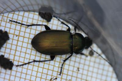 <i>Poecilus cupreus</i>