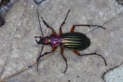 <i>Carabus auronitens</i>