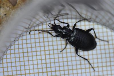 <i>Platynus assimilis</i>