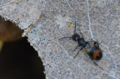 <i>Anthicus antherinus</i>