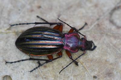 <i>Carabus auronitens</i>
