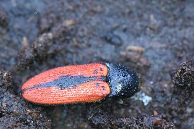<i>Ampedus sanguinolentus</i>