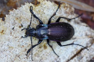 <i>Carabus nemoralis</i>