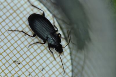<i>Platyderus depressus</i>