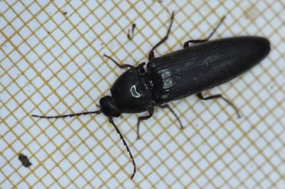 <i>Melanotus villosus</i>