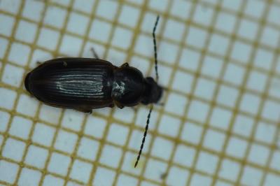 <i>Stenolophus mixtus</i>