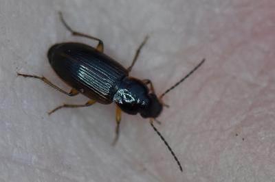 Stenolophus mixtus