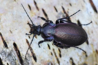 <i>Carabus nemoralis</i>