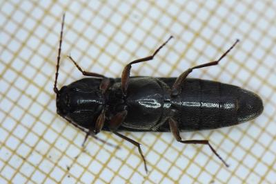 <i>Melanotus villosus</i>