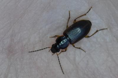 <i>Stenolophus mixtus</i>