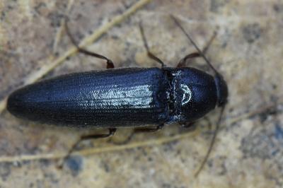 <i>Melanotus villosus</i>
