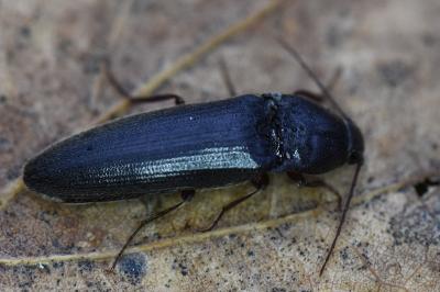 <i>Melanotus villosus</i>