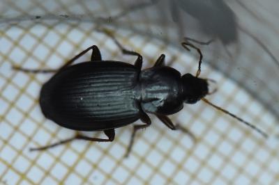 <i>Platyderus depressus</i>