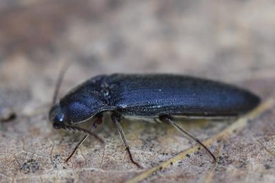 <i>Melanotus villosus</i>