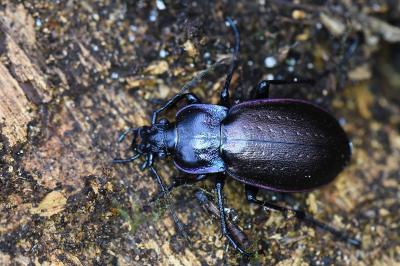 <i>Carabus nemoralis</i>