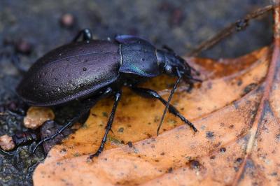 <i>Carabus nemoralis</i>