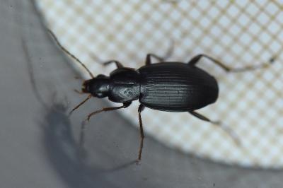 <i>Platyderus depressus</i>