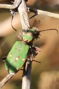 <i>Cicindela campestris</i>